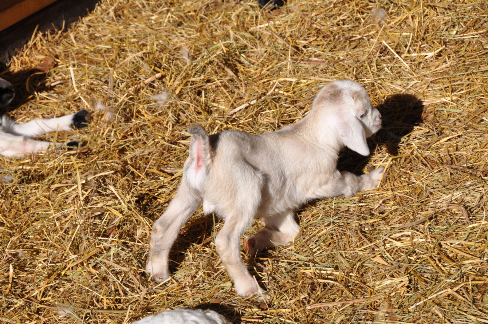 Baby Goat Stretching Digital Photo Etsy