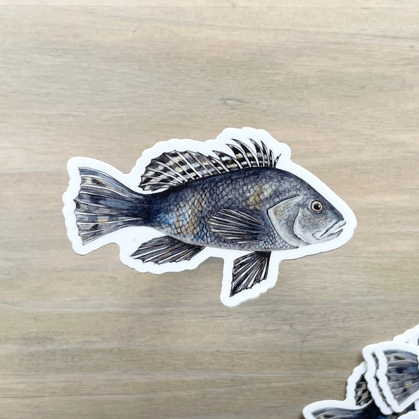 Black Sea Bass STICKER | Watercolor Bass Sticker, Truck Sticker, Blue Fish Sticker, Yeti Sticker, Deep Sea Fishing Sticker, Black Fish