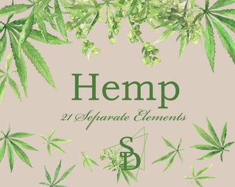 Konopie oddzielny element PNG Akwarela clipart Cyfrowy obraz rośliny Konopie przezroczyste Do druku zielony liść Organiczny projekt produktu do pobrania