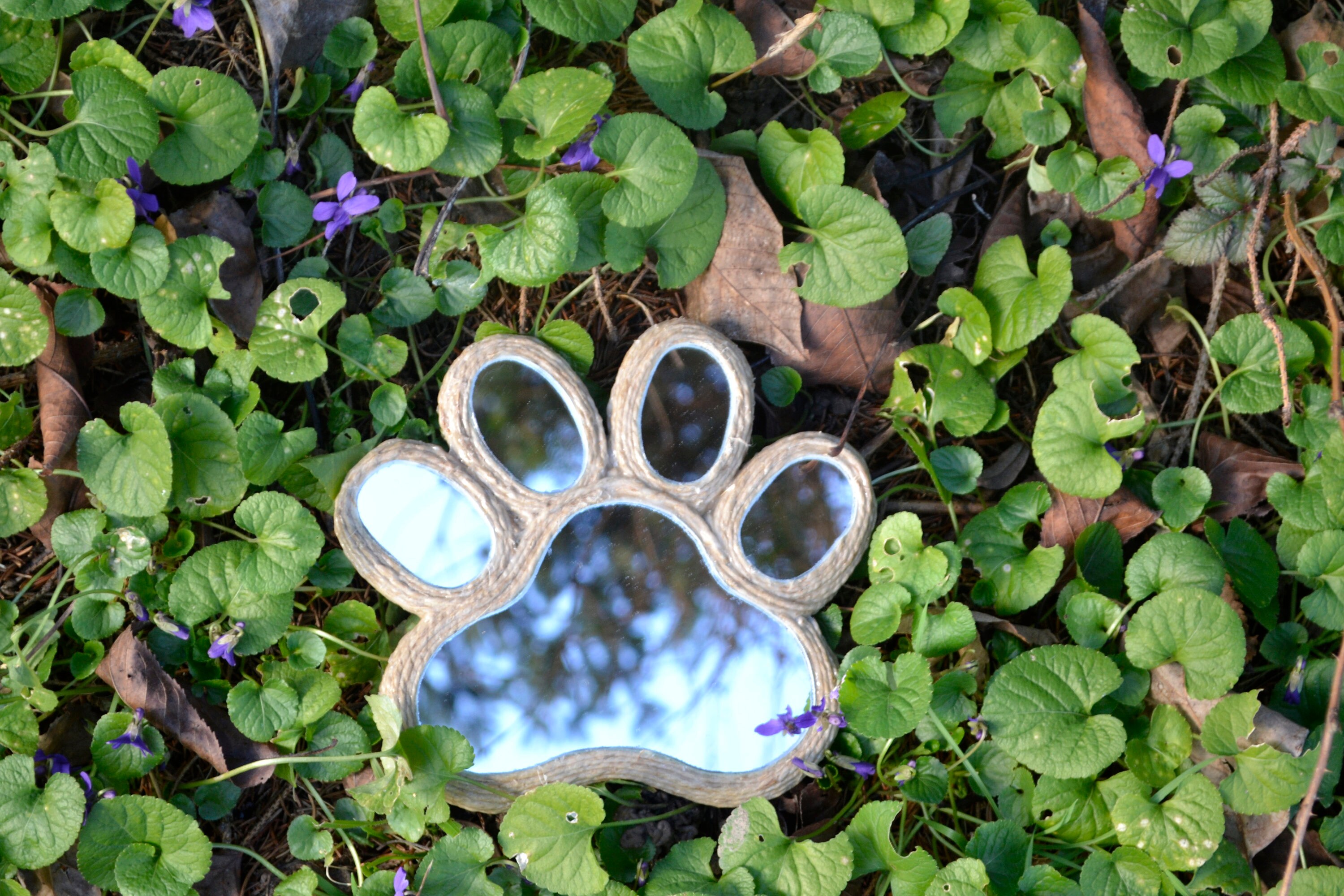 Unbelievable! How A Cat'S Paw Mirrors Your Hand. - iov562y