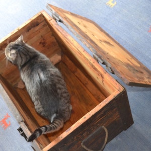 Op de afbeelding: Een tabbykat zit in een houten kist met de deksel open. De kist is donkerbruin met metalen scharnieren en heeft een versleten, rustieke uitstraling. De kat kijkt omhoog en naar links.