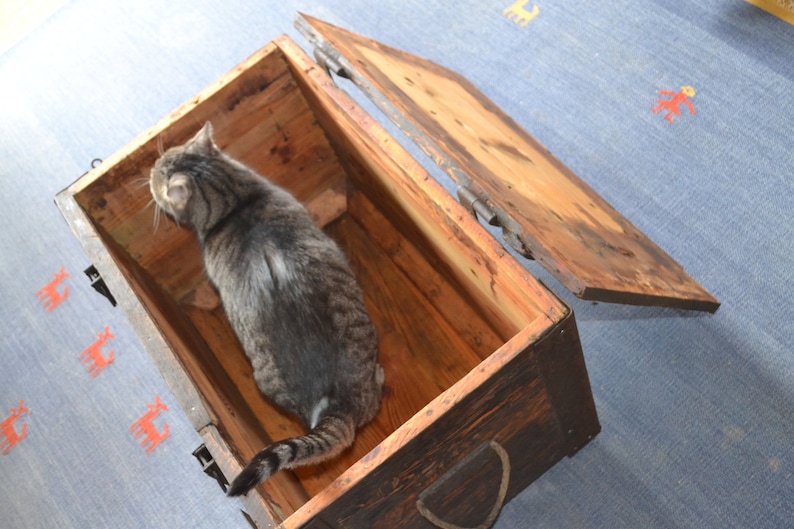 Op de afbeelding: Een tabbykat zit in een houten kist met de deksel open. De kist is donkerbruin met metalen scharnieren en heeft een versleten, rustieke uitstraling. De kat kijkt omhoog en naar links.