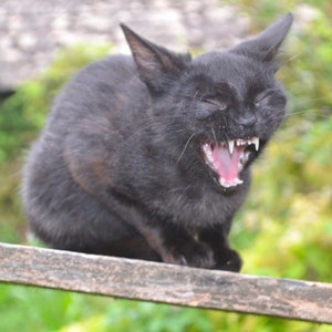 Yelling Black Cat grinning mouth, full of teeth & 6 real cat whiskers: UNIQUE PAPERMACHE LAMPSHADE, Black Lamp, Unusual Hanging Lamp, Oddity image 8