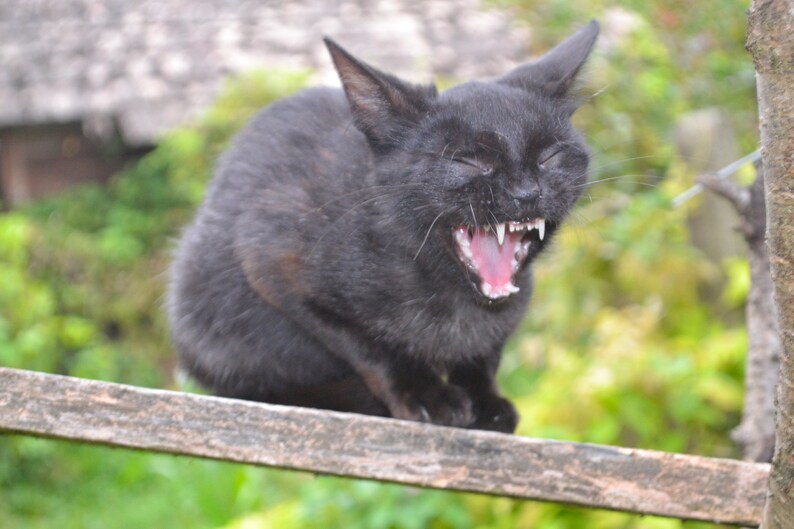 Yelling Black Cat grinning mouth, full of teeth & 6 real cat whiskers: UNIQUE PAPERMACHE LAMPSHADE, Black Lamp, Unusual Hanging Lamp, Oddity image 8