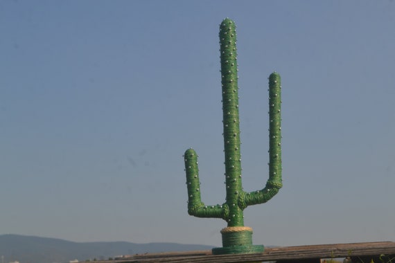 plantochi kaktus #11C Cactus Parodia Leninghausii Golden Ball