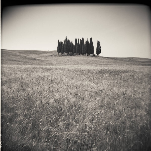 Cypress, Tuscany, Italy, Holga, Toy Camera, Film Photography, Landscape, Art Print, Square, Medium Format, Kodak, Tuscan Landscape Print
