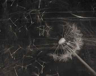 Dandelion, blowing, nature, black and white photography, fine art photography, inkjet, wall art, macro, close-up