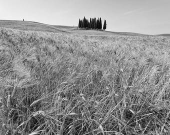 Tuscan Landscape, Tuscany, Italy, Fine Art Photograph, Travel photography, Art Print, Wall Art, cypress trees, Italian Landscape