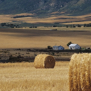 Hay Bales, Cape Peninsula, Cape Town, South Africa, Film, Color Photography, Landscape, Travel, Art Print, Wall Art, Cape Town Print, Fields