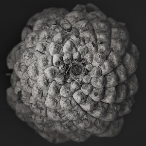 May include: A close-up of a gray pine cone with a spiral pattern of scales.