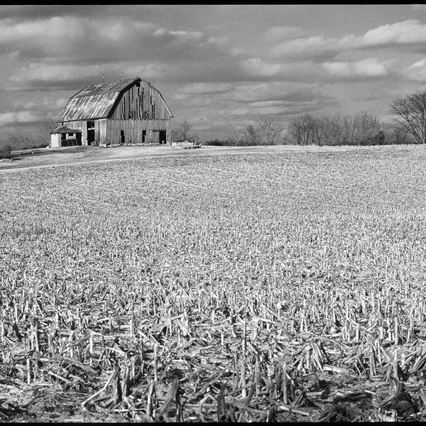 Old Barn and Cornfield, Michigan, rural landscape, black and white photograph, film, Adrian, BW, cornfield, field, fine art print, barn