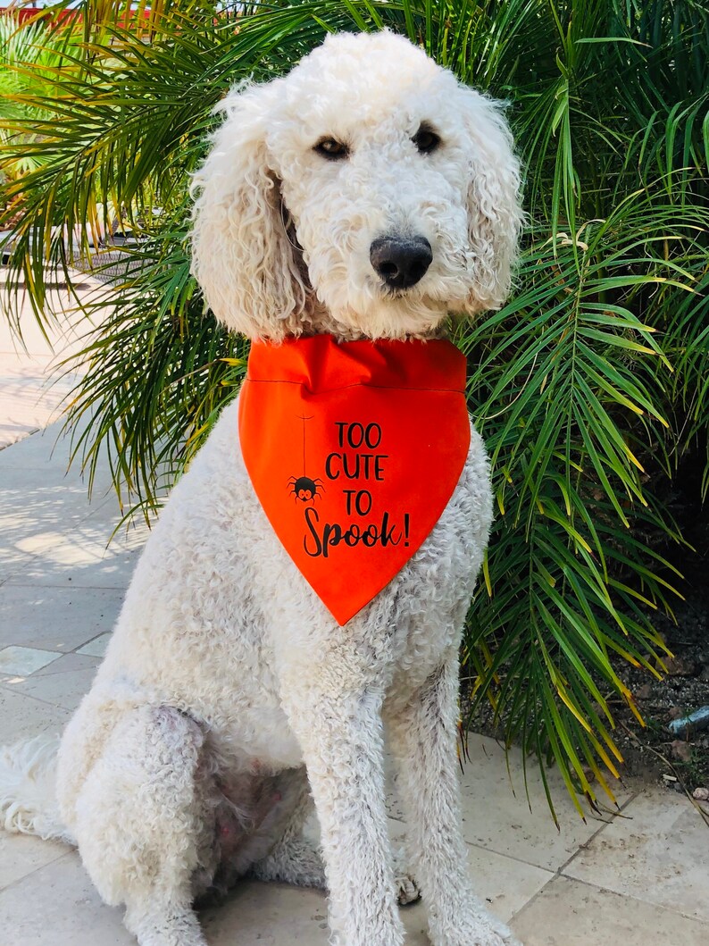 Halloween Dog Bandana Fall Dog Bandana Too Cute To Spook Etsy