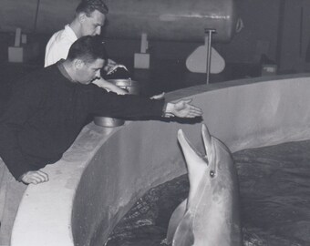 Vintage 1960s Dolphin Training Photo: Black and White Aquarium Photography