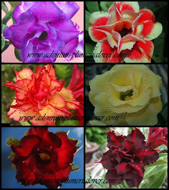 Adenium Obesum Desert Rose /"Moung Dum/" 100 Seeds