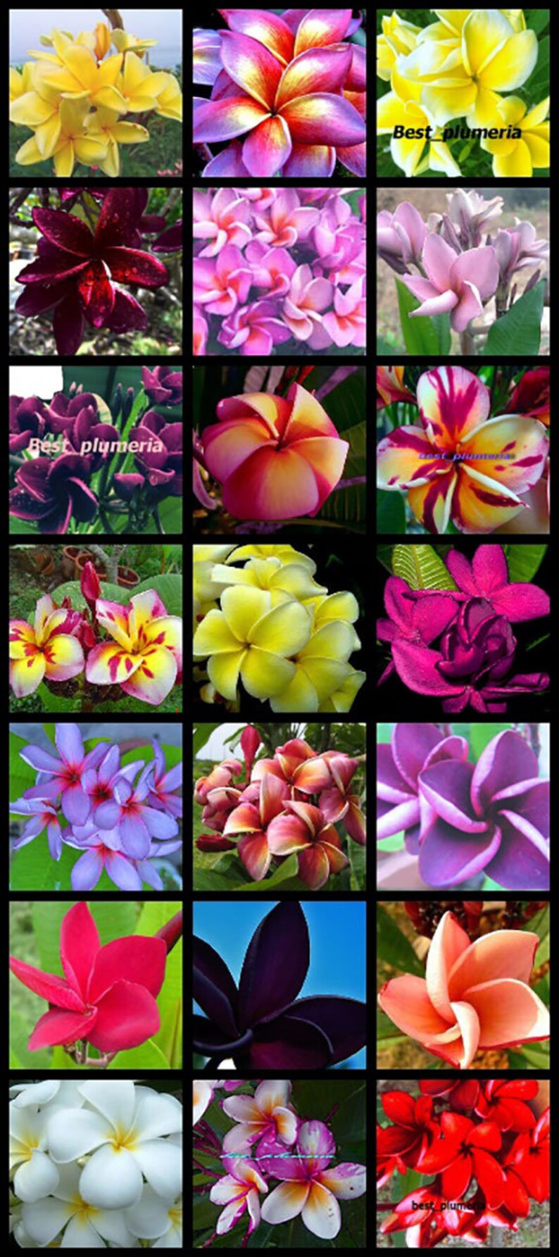 Plumeria SeedsFlowersMixed 305 Seeds Rare! NEW