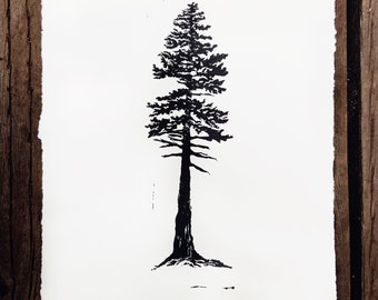 giant redwood silhouette