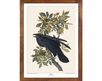 Raven; 24x36 inch print based on a vintage painting by John James Audubon's 'Birds of America'