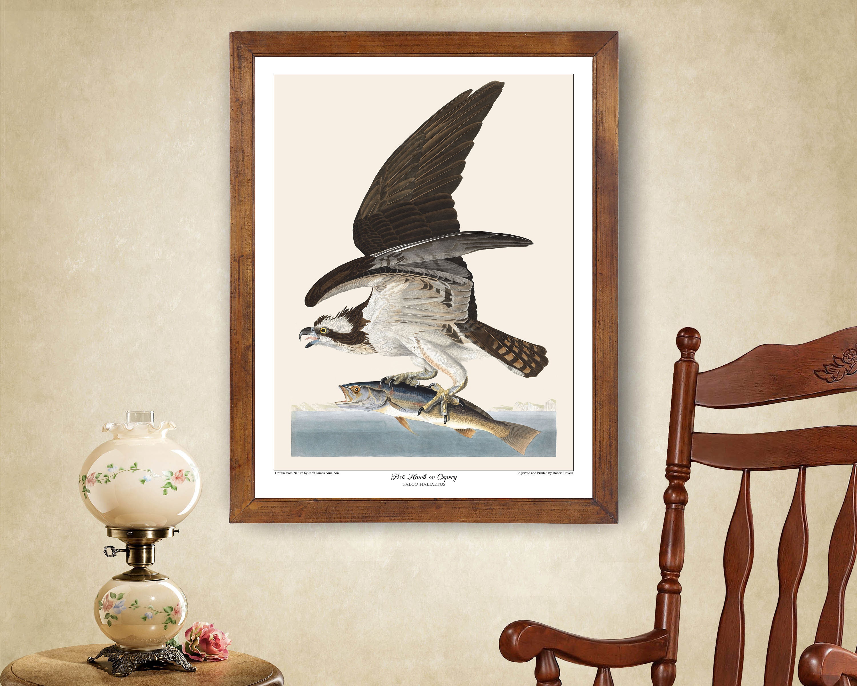 Fish Hawk or Osprey 24x36 Inch Print Based on a Vintage Painting