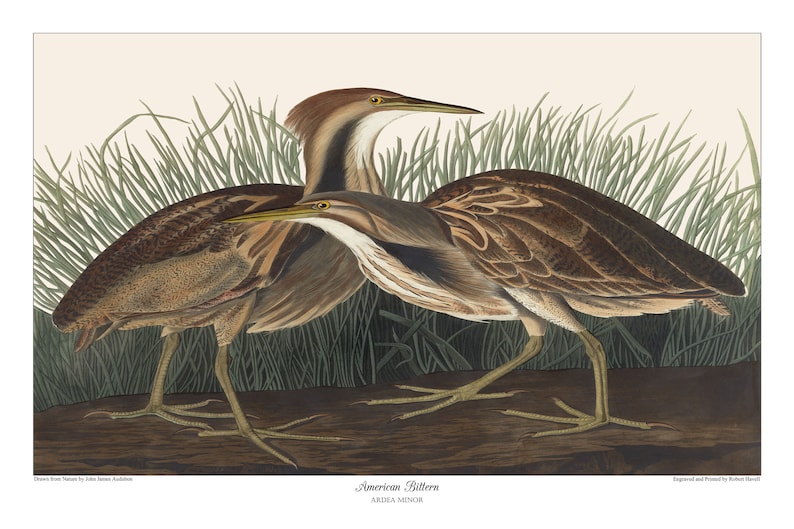 American Bittern; 24x36 Inch Print Based on a Vintage Painting by John ...