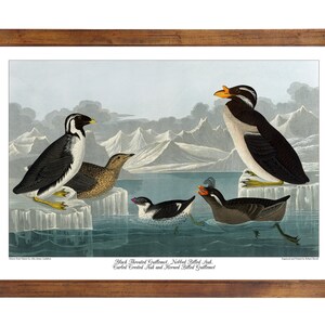 Auks and Guillemots; 24x36 inch print based on a vintage painting by John James Audubon&#39;s &#39;Birds of America&#39;