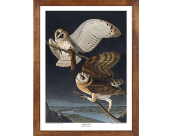 Barn Owl; 24x36 inch print based on a vintage painting by John James Audubon's 'Birds of America'