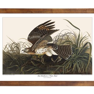 Red Shouldered or Winter Hawk; 24x36 inch print based on a vintage painting by John James Audubon's 'Birds of America'
