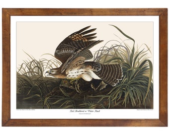 Red Shouldered or Winter Hawk; 24x36 inch print based on a vintage painting by John James Audubon's 'Birds of America'