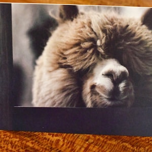 Charlotte 5x7 Photo Cards/Alpaca Blank Photo Cards/Alpaca Cards & Envelopes/Alpaca Gift Cards/Alpaca/Llama Cards