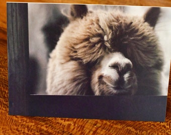 Smiling Alpaca Photo Cards: Blank Inside, 5x7 with Envelopes
