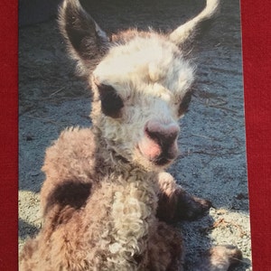 Baby Alpaca Kaarten / Lege Kaarten / Alpaca Gift / Alpaca Kaarten & Enveloppen / Alpaca Thema / Lama Kaarten