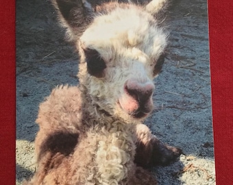 Baby Alpaca Cards/Blank Cards/Alpaca Gift/Alpaca Cards & Envelopes/Alpaca Theme/ Llama Cards