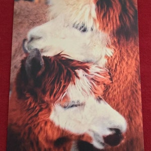 Alpaca Kaarten / Lege Kaarten / Alpaca Gift / Alpaca Kaarten & Enveloppen / Alpaca Thema / Lama Kaarten