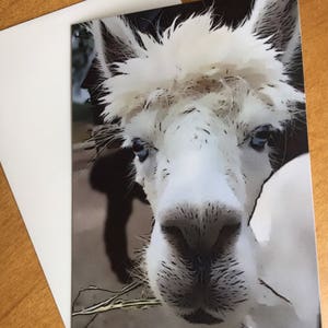 Leuke Alpaca Kaarten / Lege Kaarten / Alpaca Gift / Alpaca Kaarten & Enveloppen / Alpaca Thema / Lama Kaarten