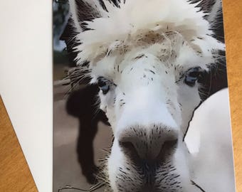Funny Alpaca Cards: Blank Inside, Serenity Meadows Farm (2-Pack)
