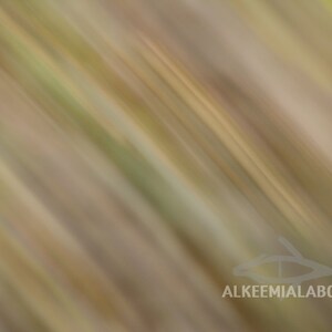 Moving stripes - fine art photography, instant download printable art, desktop wallpaper, abstract, wall art, home decor, nature