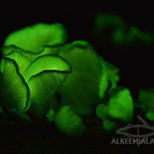 Glow in the dark - bioluminescent fungi, instant download printable art, fine art photography, wall art, home decor, office decor, mushroom