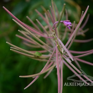 Bugs on fireweed flower - fine art photography, instant download printable art, wall art, home decor, nature, office decor, green stink bug