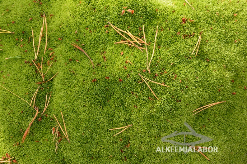 Moss Carpet Carpet Vidalondon