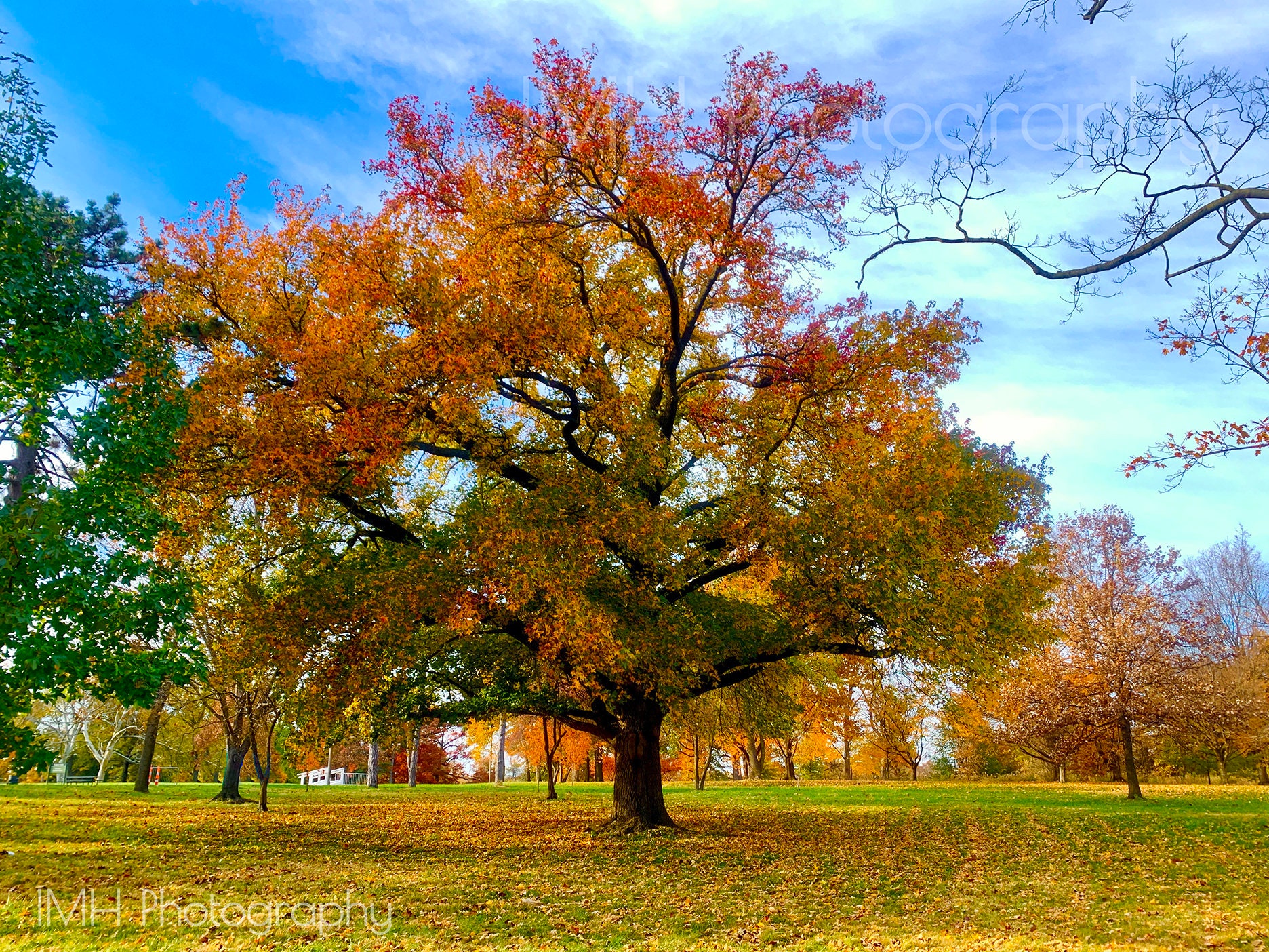 Fall in Forest Park - St. Louis, Missouri, Trees, Parks, Color, Beauty, Fall, Autumn, Leaves - Photography, Photograph-4x6, 5x7, 8x10, 11x14