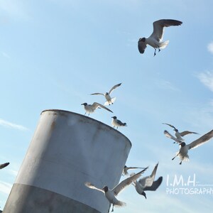 Seagulls Alight, Birds, Boat, Seagulls, East Coast, Atlantic Ocean, Flight, Passenger Ferry, Color Photograph 4x6, 5x7, 8x10, 11x14