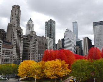 Chicago In Fall, Buildings, Trees, Cityscape, Skyline, Autumn, Foliage, City, 4x6, 5x7, 8x10, 11x14