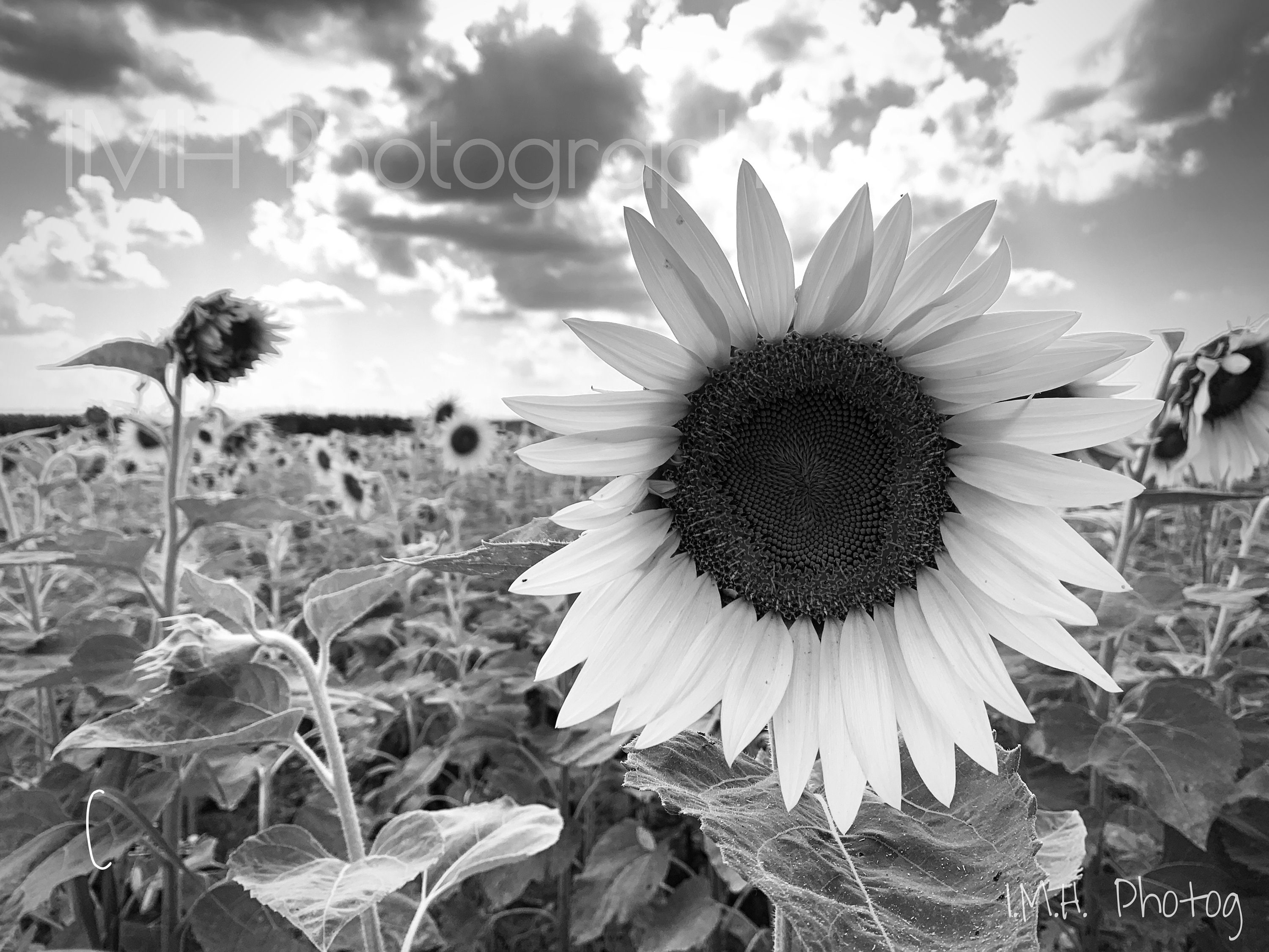 Black And White Sunflower Photography Wallpaper