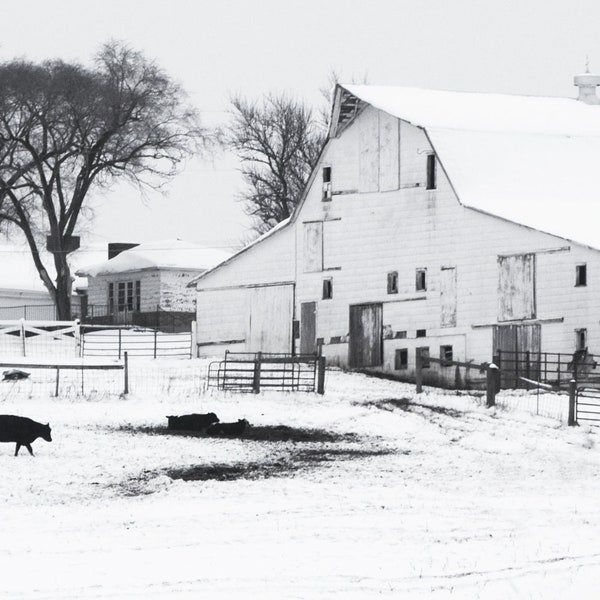 Cows and Barn- Black and White - Photography - Rural - Missouri - Americana - Barns - Cows - Winter- 4x6, 5x7, 8x10, 11x14, 4x10, Panorama