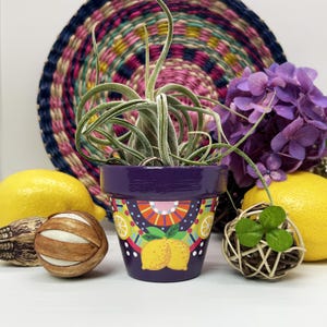 Peut inclure: Un pot de fleurs peint en violet avec un motif de citron, contenant une plante verte. Le pot est décoré de motifs géométriques colorés. Des citrons jaunes et une boule décorative tressée sont également présents.