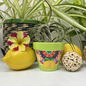 Flower pot, planter for small indoor plants