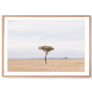 Framed Fine Art Photography SOUTH AFRICA Print - African Tree Wall Art, Nature Landscape Photo, Acacia Tree Print, Safari Wall Art