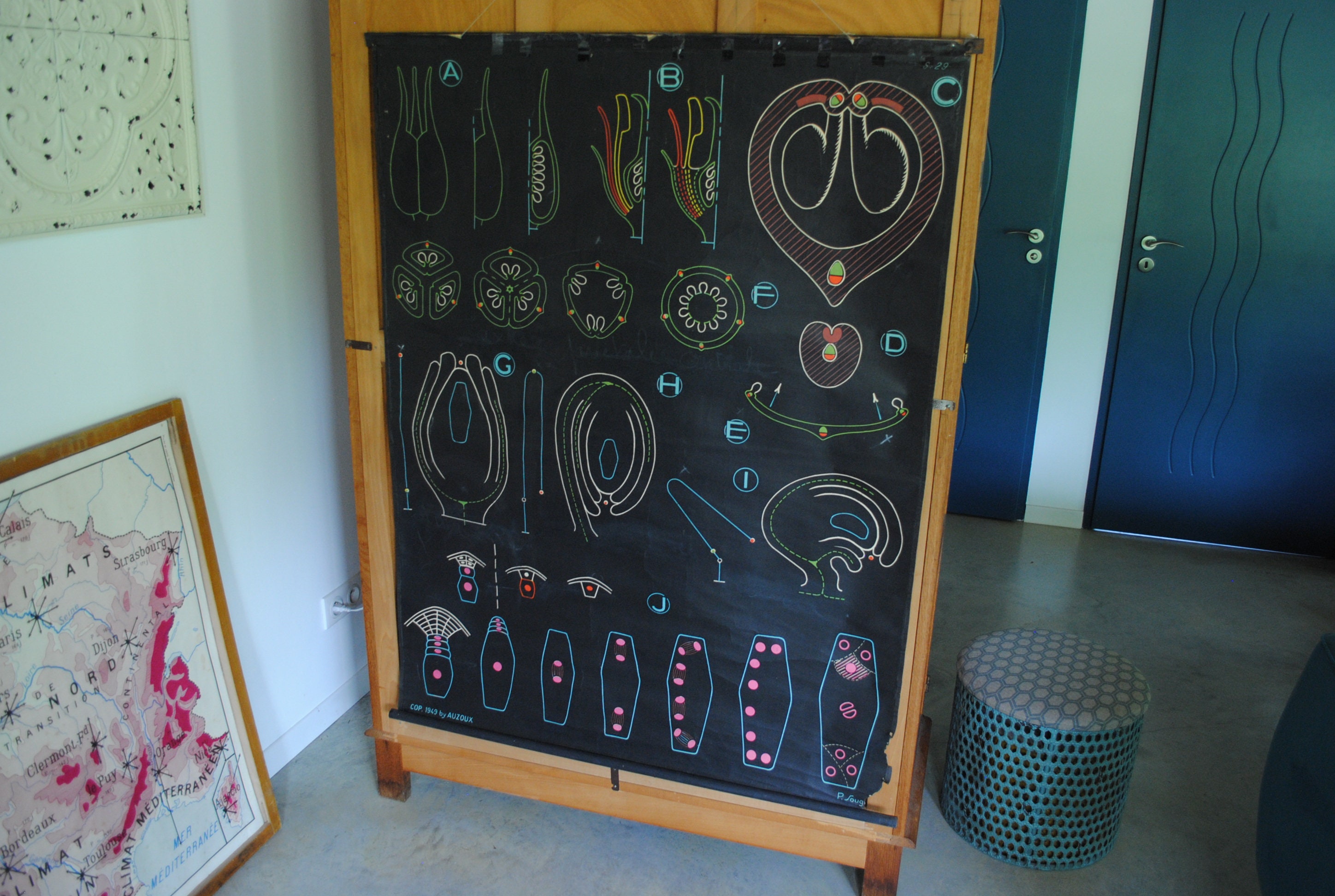 Affiche Scolaire Vintage Dr Auzoux Pistil Carpeles S29 1949