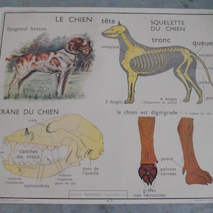 Carte Scolaire Le Chien et Les Insectivores