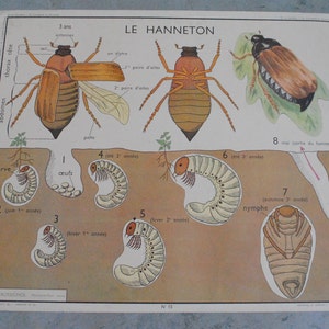 Carte Scolaire Le hanneton et L'araignée, L'écrevisse