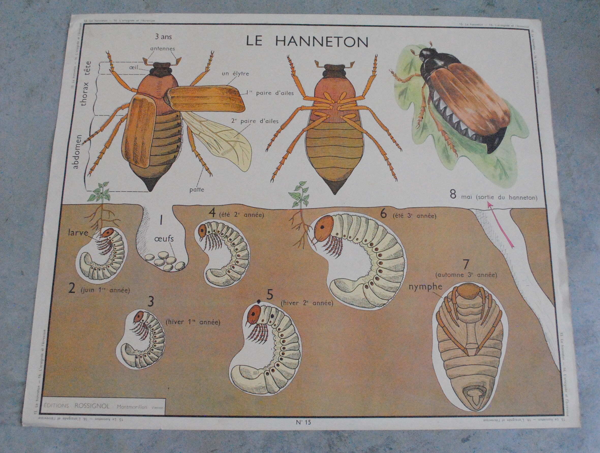 Carte Scolaire Le Hanneton et L'araignée, L'écrevisse